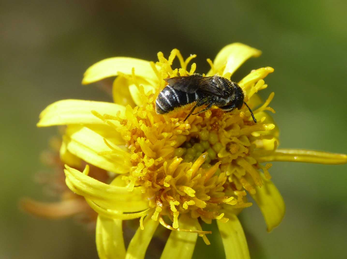 Apine minuscole:  Heriades sp. (Apidae Megachilinae)